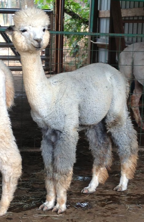 Alpaca