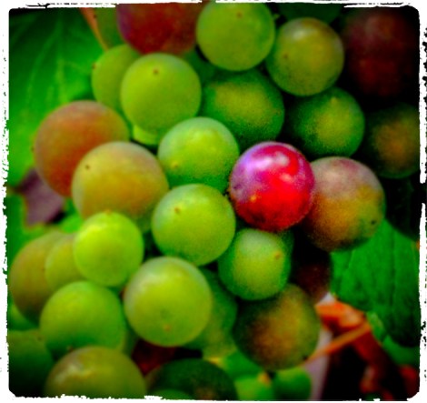 MakeSomething-PalindromePinot